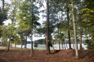 Lakeside community in Georgia called Lake Oconee showing view of water through pine trees and house on other side of the bank